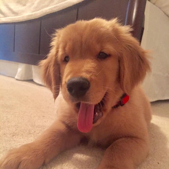 Meet your Posher, Chase - Picture 1 of 1